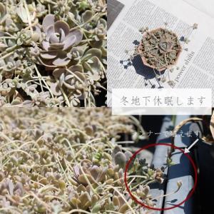 子持蓮華 オロスタキス 弁慶草科 多肉植物 ガ...の詳細画像1