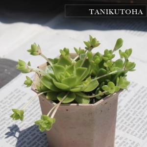 多肉植物/淡雪・秋麗・朧月（葉挿し用〜50g以内：月曜日発送：7月20日
