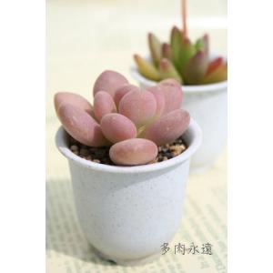 オレンジスノーボール 2寸ポット パキフィツム 弁慶草科 可愛い多肉