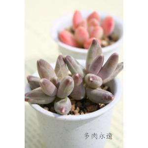 多肉植物 PKSFエケベリア コロラータ×トリマネンシス Pさん苗 送料無料