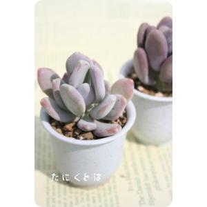 朧月 2寸ポット グラプトペタルム 弁慶草科 ピンク色多肉植物 苗 敬老