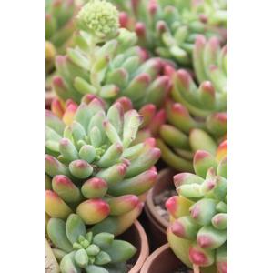 ピンクチップス エケベリア 2寸ポット 韓国苗 弁慶草科 多肉植物 苗