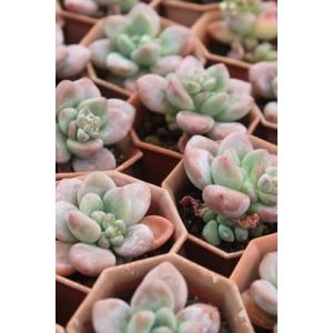 韓国苗6個お得セット 韓国苗 エケベリア おまかせ5種類セット 多肉植物 S〜Mサイズ カット苗