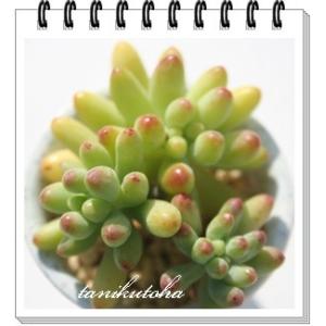 乙女心 2寸ポット セダム 弁慶草科 多肉植物...の詳細画像1