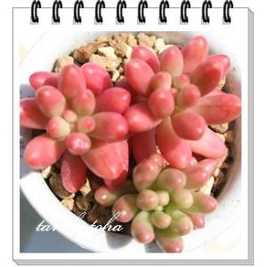 オーロラ 2頭 セダム 弁慶草科 多肉植物 た...の詳細画像1