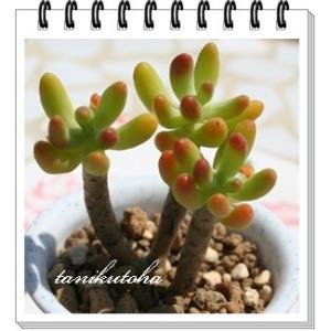 八千代 2寸ポット セダム 弁慶草科 多肉植物...の詳細画像1
