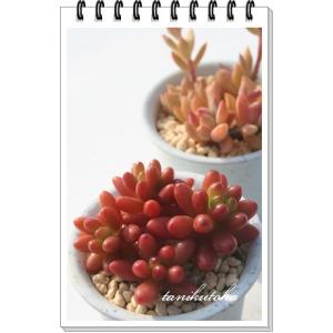 ❣️美苗♡オレンジスノーボール②❣️現品 カット エケベリア 寄せ植え 多肉植物 多肉植物 オレンジスノーボール 6頭 | るる農園~多肉植物専門