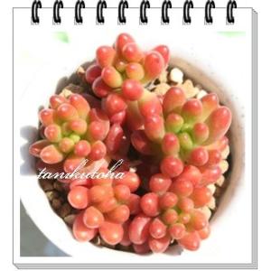 虹の玉 2寸ポット セダム 弁慶草科 多肉植物...の詳細画像1