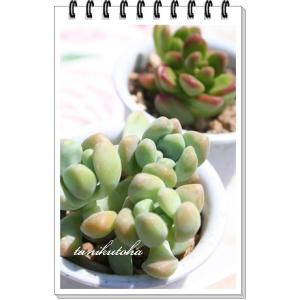 多肉植物　セダム　斑入りミモザ　20カット 日本花キ流通 多肉植物 sbセダム 斑入りミモザ 多肉植物 セダム 7.5cm