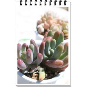 恋心 2寸ポット セダム 弁慶草科 多肉植物 根...の商品画像
