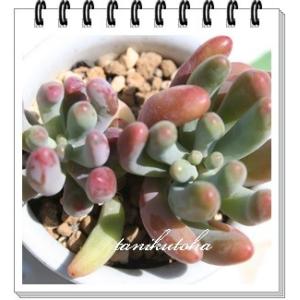 恋心 2寸ポット セダム 弁慶草科 多肉植物 ...の詳細画像1