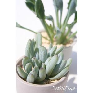 日本花キ流通 多肉植物 seオロスタキス 子持ち蓮華錦 多肉植物 7.5cm