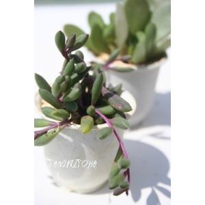 多肉植物：ユーフォルビア フスカ 蛮蛇頭*幅22cm 現品！一品限り
