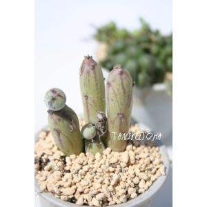 【珍品】 実生斑入り　多肉植物　花サボテン 珍品】 実生斑入り 多肉植物 花サボテン 珍しいサボテンの通販 | 観葉