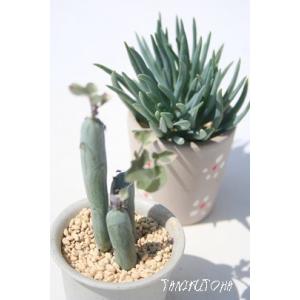 多肉植物：セネシオ 七宝樹*全幅15cm : 遊恵盆栽 Yahoo!店 - 通販
