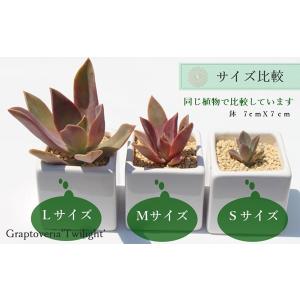 Sサイズ20種類カット名前付き苗セット 多肉植...の詳細画像3