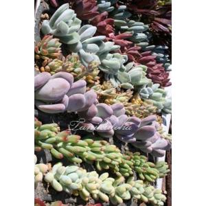 多肉永遠支店 卸販売 Yahoo ショッピング