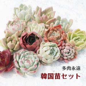 多肉永遠支店 お得なセット Yahoo ショッピング