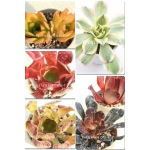 多肉植物 アエオニウム Velour European 6〜9頭 特大群生 るる農園