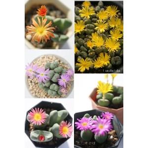コノフィツムセット5種 多肉植物のセット con...の商品画像