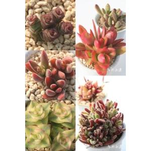 多肉植物セット セネシオセット6種 多肉植物のセット キク科多肉植物 セネシオ根付苗