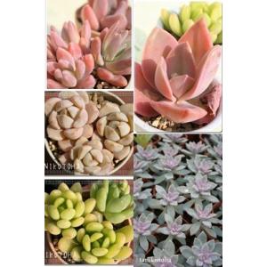 多肉植物：カランコエ ベハレンシス ファング*大 葉幅20cm : 遊恵