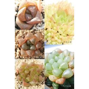 多肉セットd きれいに色づく多肉植物セット ケース売り 24ポットセット(6品種