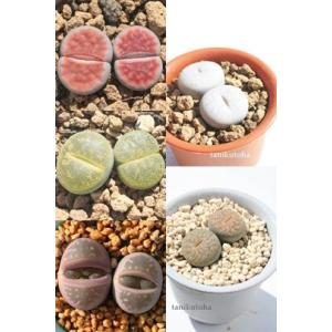 農園直売 多肉植物 寄せ植え アエオニウム属 ガーネット白斑錦（群）特