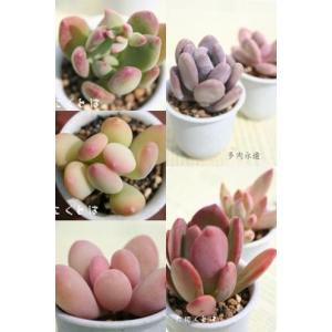 セネシオセット6種 多肉植物のセット キク科多肉植物 セネシオ根付苗