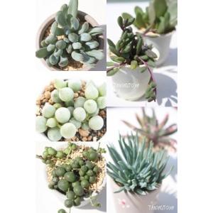 パキフィツム、パキベリアセット6種 多肉植物のセット ぷくぷく多肉 肉