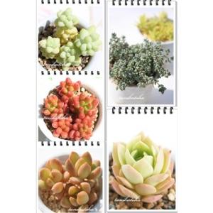 セネシオセット6種 多肉植物のセット キク科多肉植物 セネシオ根付苗