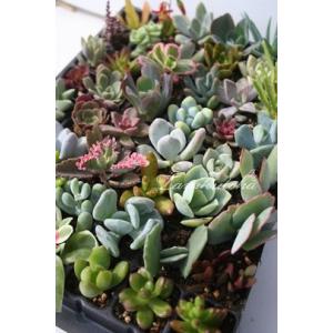 多肉植物セット*4 Sサイズ30種類名前付き苗セット 多肉植物根付苗セット 多肉植物根付苗