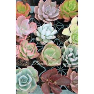 観葉植物：アガベ アテナータ*5号プラポット : 遊恵盆栽 Yahoo!店