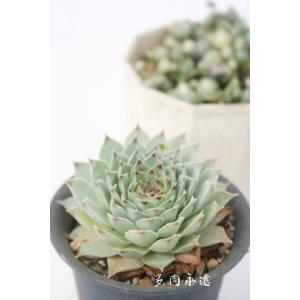 セネシオセット6種 多肉植物のセット キク科多肉植物 セネシオ根付苗