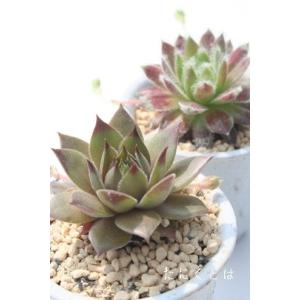 ブラッディーロメオ エケベリア 韓国苗 Echeveria bloody romeo 弁慶草