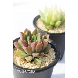 グリーンローズ カット苗 セダム 弁慶草科 多肉植物 多肉激安