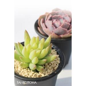おかもちゼブラブラック 多肉永遠オリジナルエケベリア苗S付 多肉植物