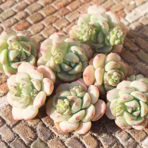 胡桃大福 永遠ラベル付き エケベリア Echeveria kurumidaifuku 2寸