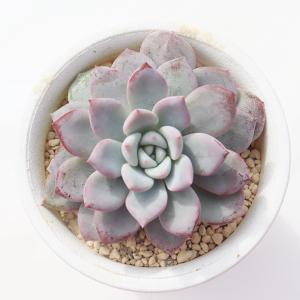 ミニベル錦 TK-10-7 エケベリア 写真の子をお届け 多肉植物 エケベリア