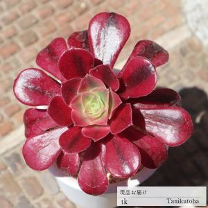 ビヨンテ Tk4 多肉永遠 可愛い多肉植物 エケベリア 現物の仔をお届け 珍品多肉植物 珍しい多肉植物 開店祝 結婚式祝 Tk 004 多肉永遠支店 通販 Yahoo ショッピング