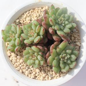 パキフィツム、パキベリアセット6種 多肉植物のセット ぷくぷく多肉 肉