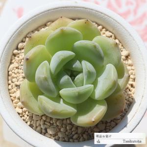 ユーフォルビア　エクロニー　鬼笑い　ecklonii 激レア　大株　発根済 ユーフォルビア エクロニー Euphorbia ecklonii 鬼笑い No.025 |