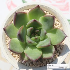 苺シロップ Tk26 エケベリア おすすめ 特定販売 多肉植物 現物の仔をお届け 珍しい多肉植物 開店祝 結婚式祝 Tk 026 多肉永遠支店 通販 Yahoo ショッピング