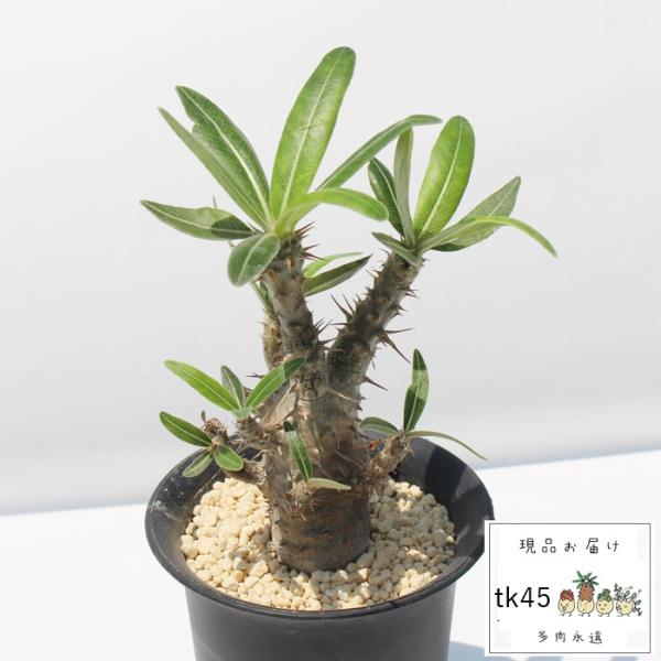 無比玉群生 TK45 アルギロデルマ 多肉植物 現物の仔をお届け  珍品多肉植物 珍しい多肉植物