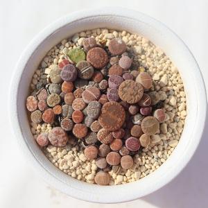 多肉植物 リトープス 碧瑠璃 LITHOPS terricolor C133 種10粒 メセン