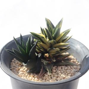 ミニベル錦 TK-10-7 エケベリア 写真の子をお届け 多肉植物 エケベリア