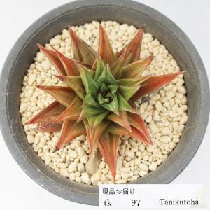 ビンセントカトー カット苗 TK97 エケベリア 多肉植物 写真の仔をお届け  珍品多肉植物