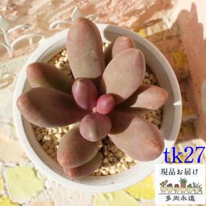 コロラータ Tk27 カッコイイ多肉植物 アガベ 現物の仔をお届け 珍品多肉植物 珍しい多肉植物 開店祝 結婚式祝 Tk027 多肉永遠支店 通販 Yahoo ショッピング