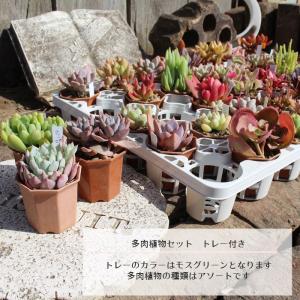 多肉植物 2寸シャトル鉢35個セット 35種類...の詳細画像1