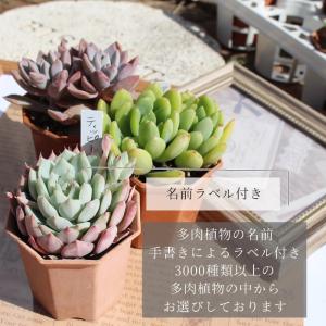 多肉植物 2寸シャトル鉢35個セット 35種類...の詳細画像2
